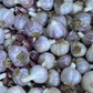 Russian Red (Flagship Variety)